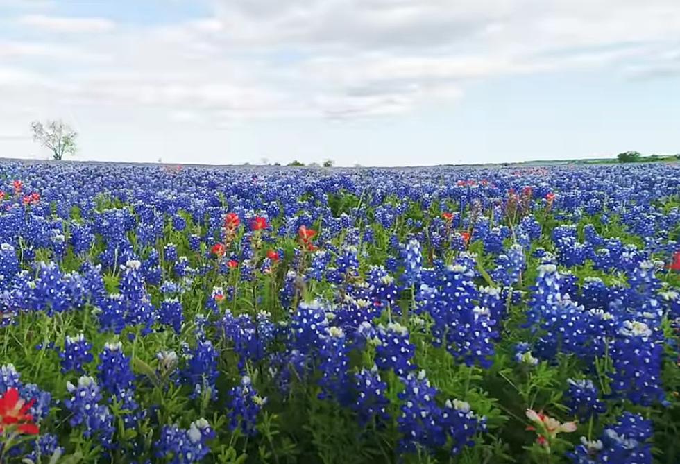 There&#8217;s a Town With 40 Miles of Driving Trails With Amazing Bluebonnets