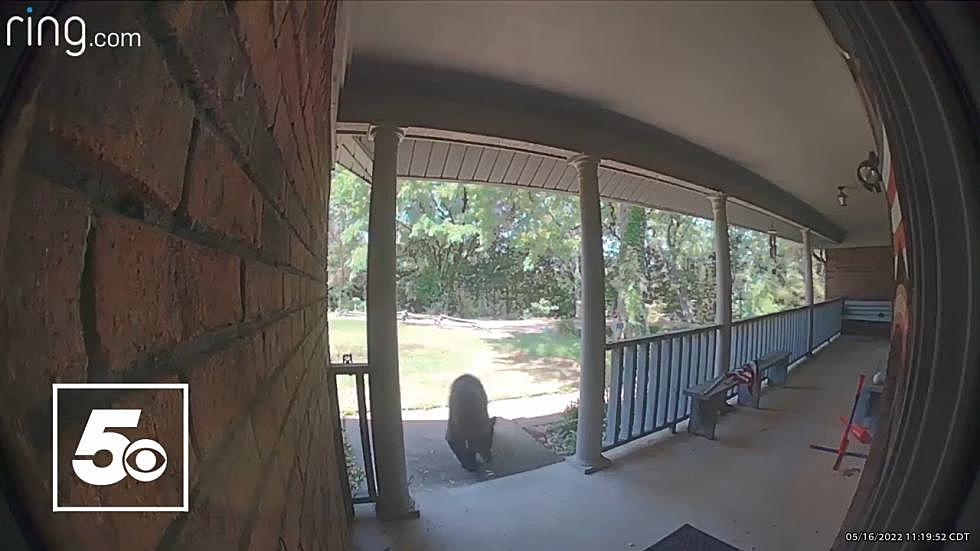 Arkansas Woman Catches Black Bear at Her House on Doorbell Cam