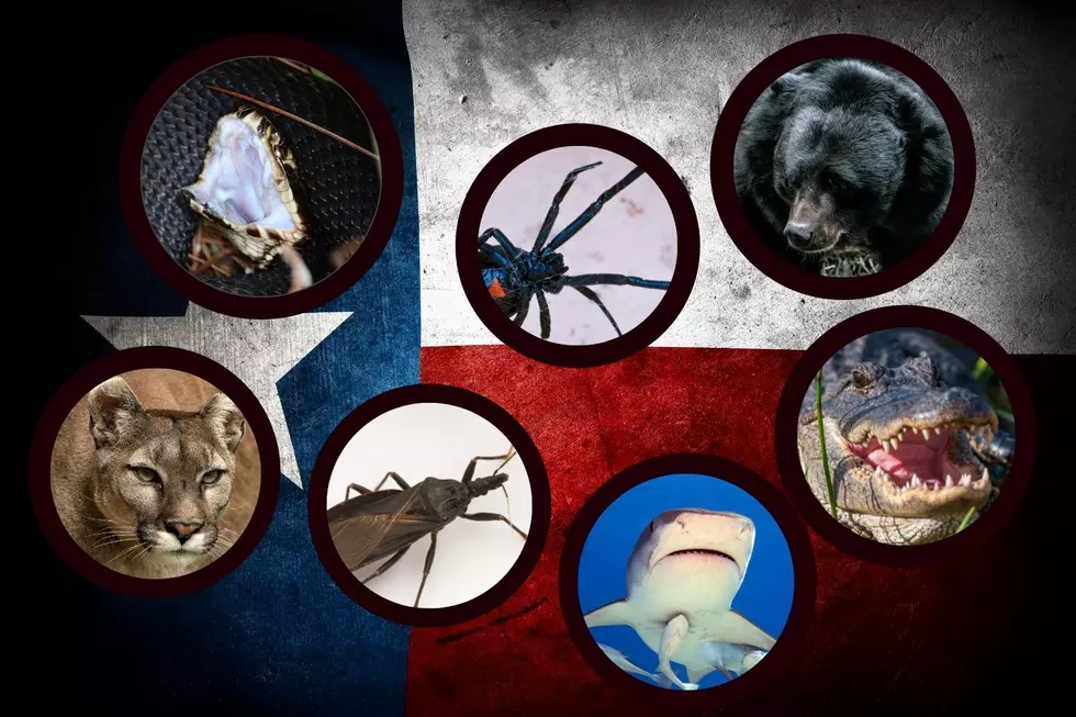 Do You Know The Top 10 Most Deadliest Critters In Texas?