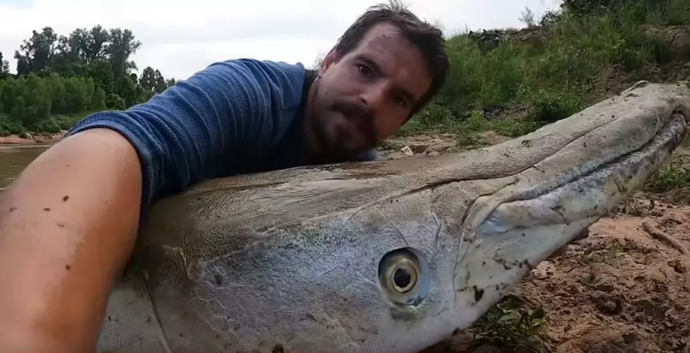 Could This be the Largest Alligator Gar Ever Caught in Houston?