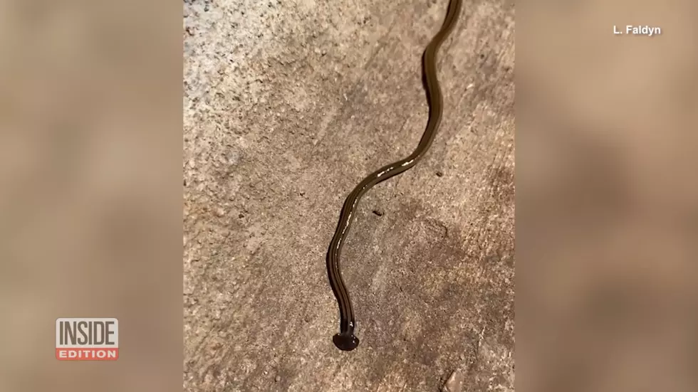 Hammerhead Flatworms Are Gross and Bad 2 - Inside Edition YouTube