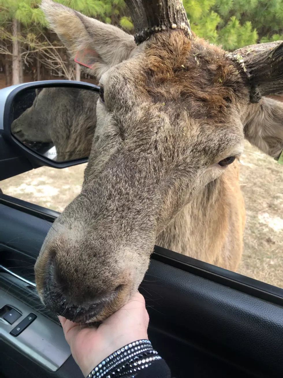 Newest Drive-Thru Wildlife Park Perfect for Summer Fun