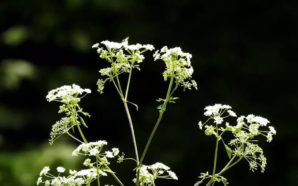 Poison Plant Spreading in Arkansas That Could Kill You