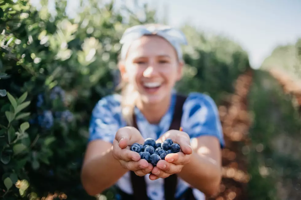 Fresh Berries? Pick Your Own at Farms Not Far From Texarkana