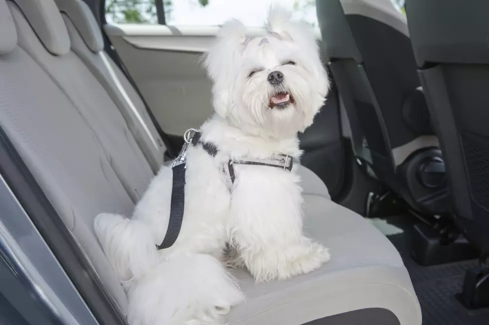 Dog safe in the car