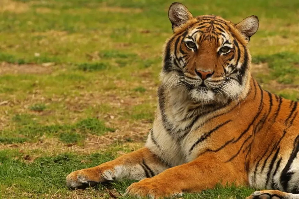 See Ultrasound of a Baby Tiger + Celebrate Global Tiger Day