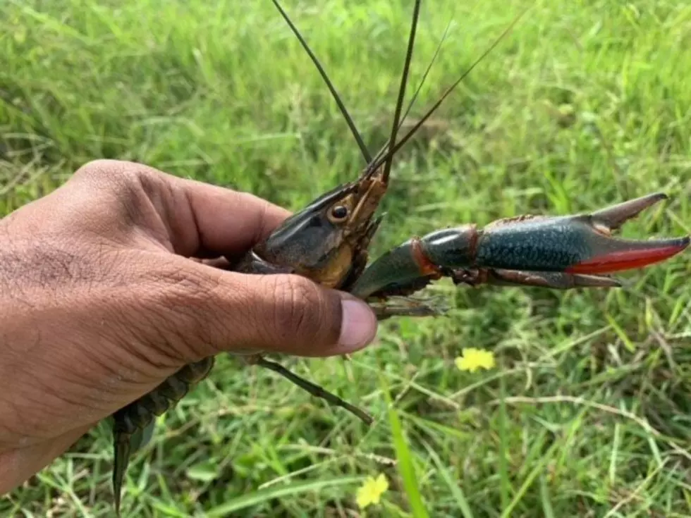 Dangerous and Massive Aussie Redclaw Crayfish Found In South Texas