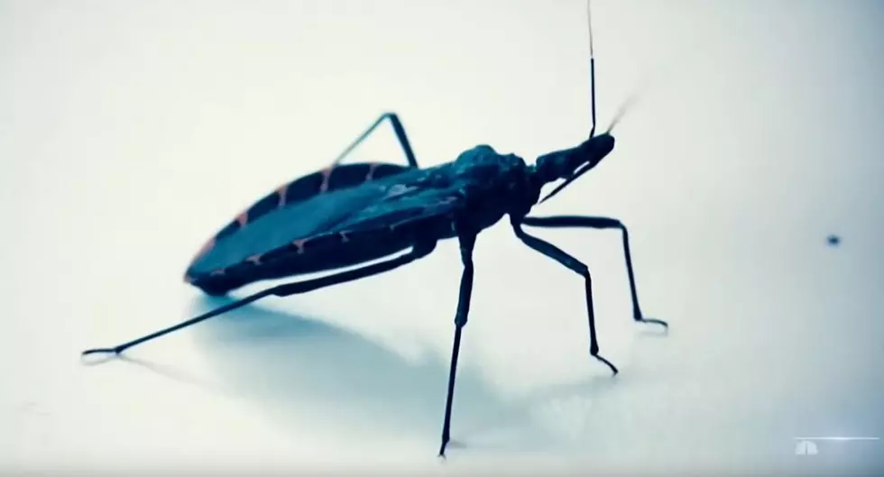 Beware! Arkansas Kissing Bug May Sound Cute but Could be Deadly
