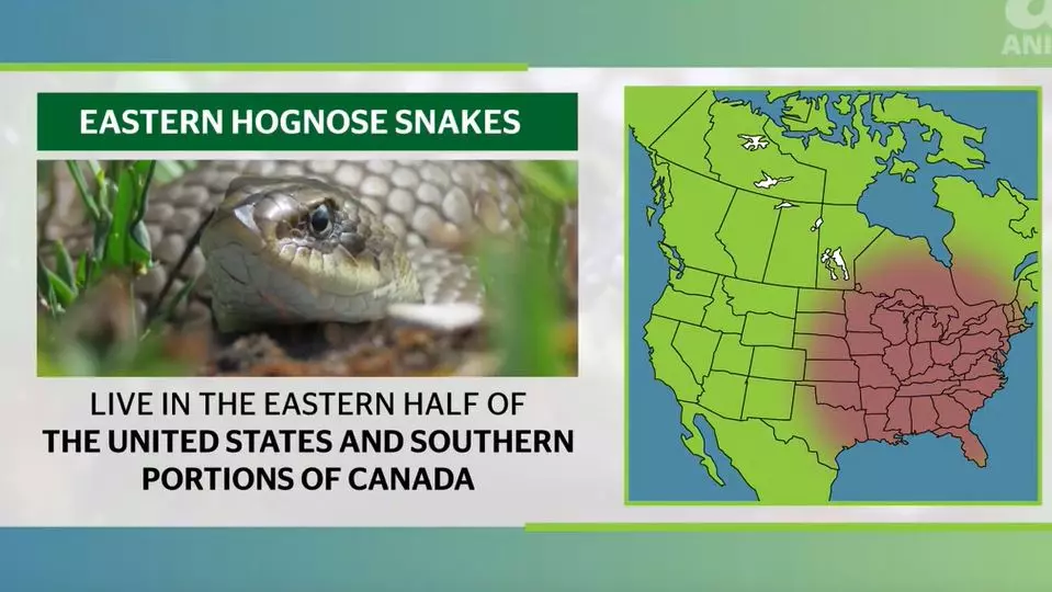 where do snakes live map