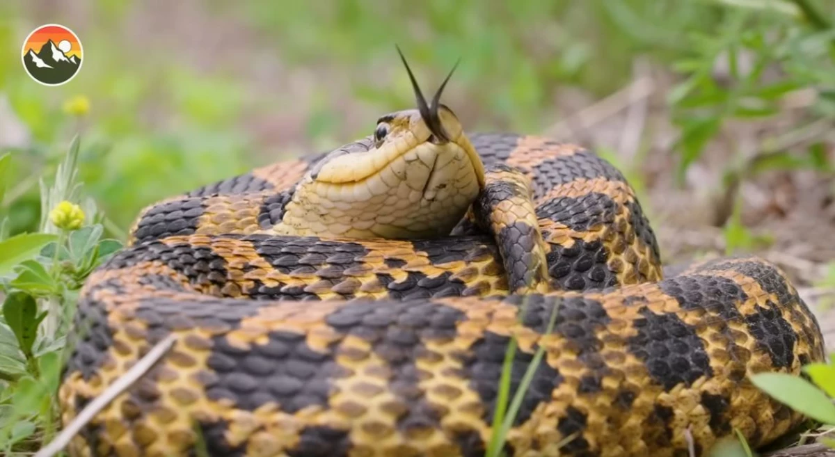 Zombie snake': Eastern hognose plays dead to avoid predators