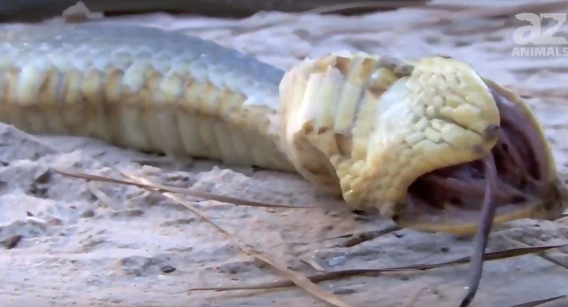 Officials issue warning about 'zombie snake' that tends to play dead