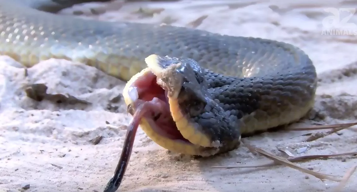 Zombie snakes' are only playing dead - ABC7 Chicago