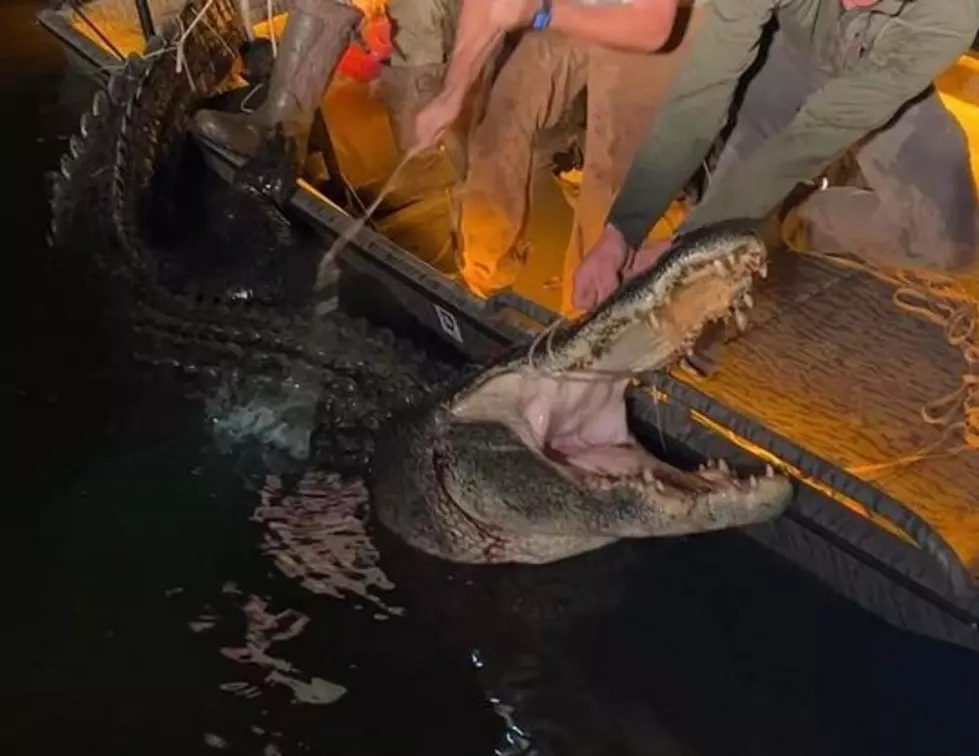 Texarkana Man Snags Monster Alligator Near Fouke, Arkansas