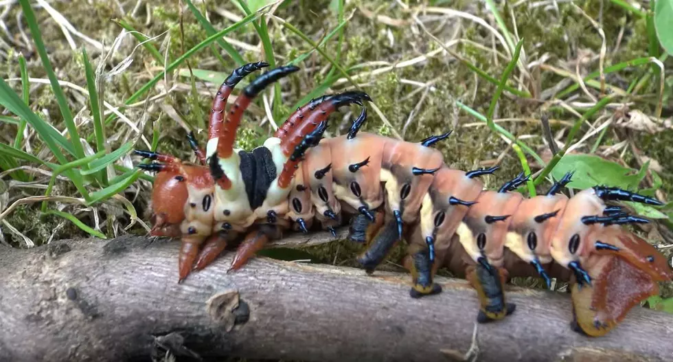 Creepy Looking Hickory Horned Devil Popping up in the South