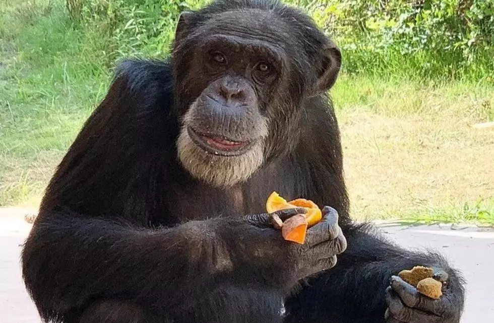 Come Meet Mtoto Arkansas’ Newest Male Chimp at Little Rock Zoo