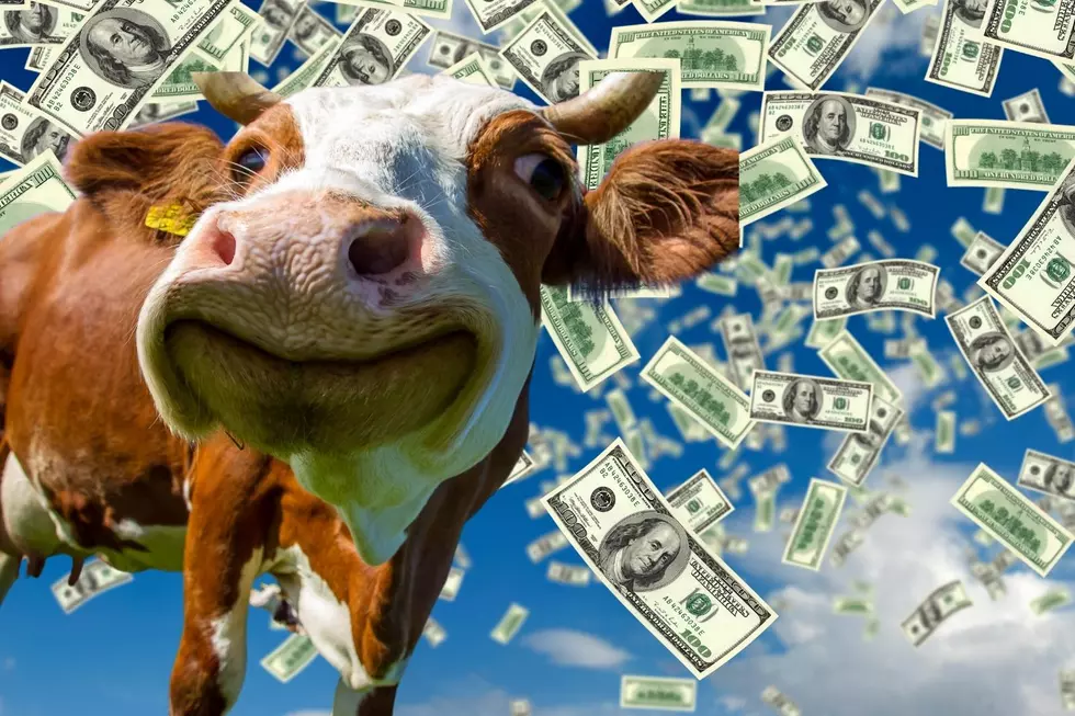 Cash Cow Contest $30,000 Winner Announced