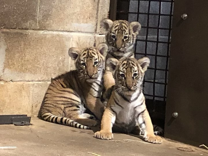 Arkansas' Little Rock Zoo Needs Help, Vote to Name 3 Tiger Clubs