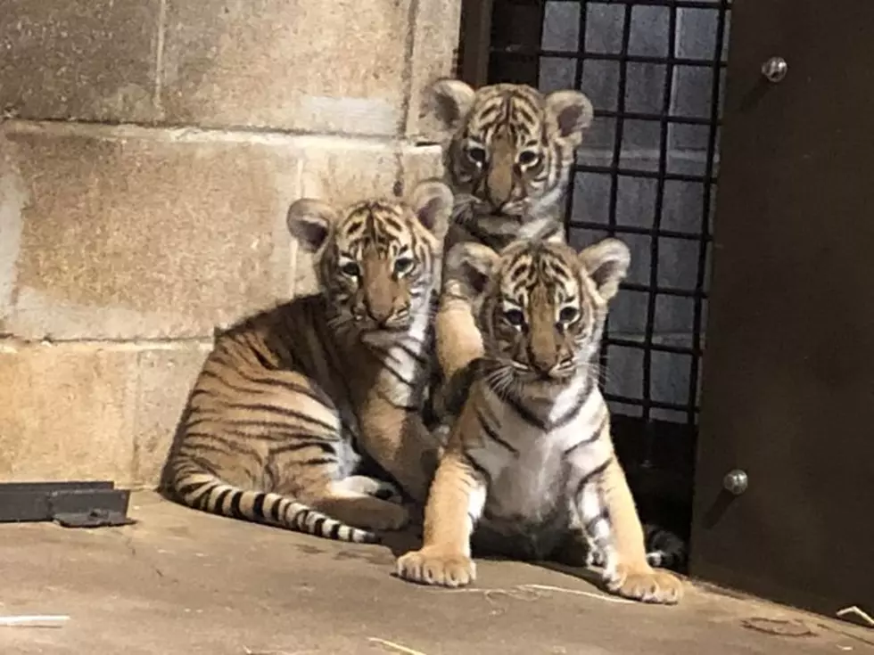 Arkansas' Little Rock Zoo Needs Help, Vote to Name 3 Tiger Clubs