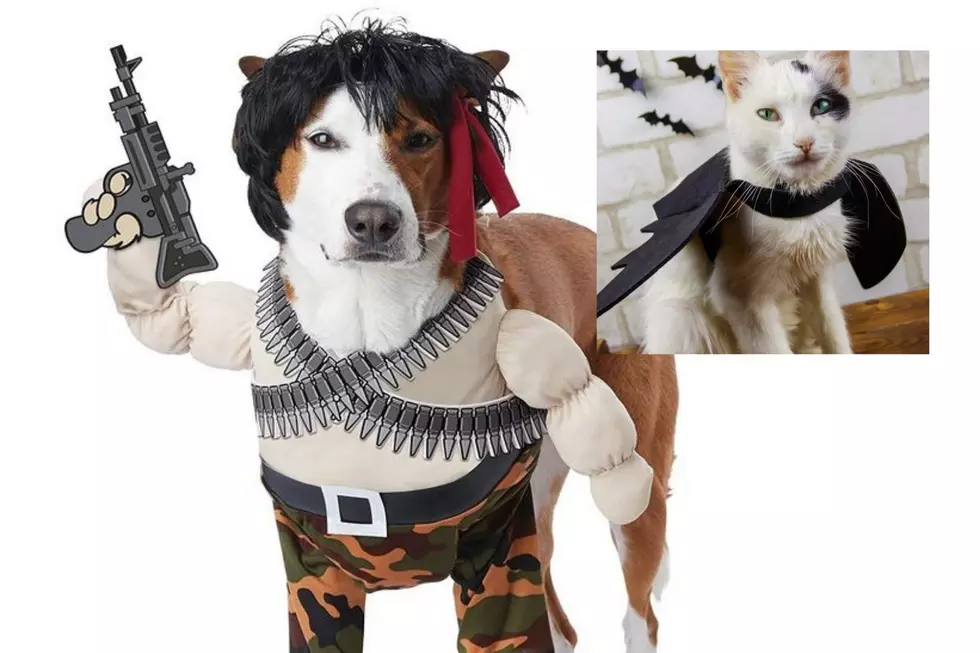 Hilarious Pet Costumes That Will Make Texarkana Howl on Halloween