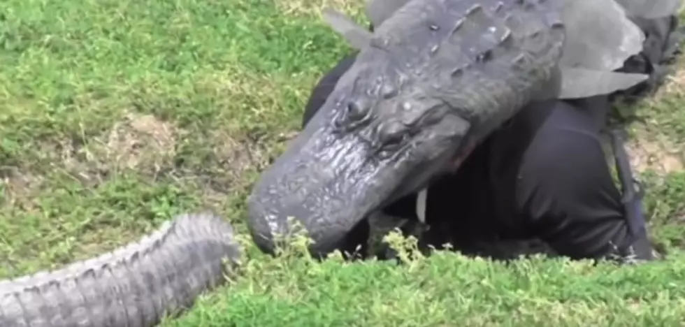 Man in Texas Tricks Alligators by Wearing Gator-Type Suit