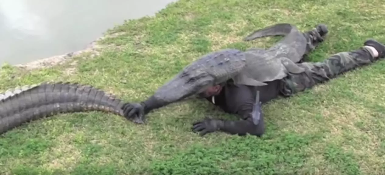 Man in Texas Tricks Alligators by Wearing Gator-Type Suit