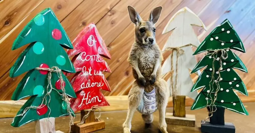 Painting With Millie the Roo at Busy B Ranch and Wildlife Park