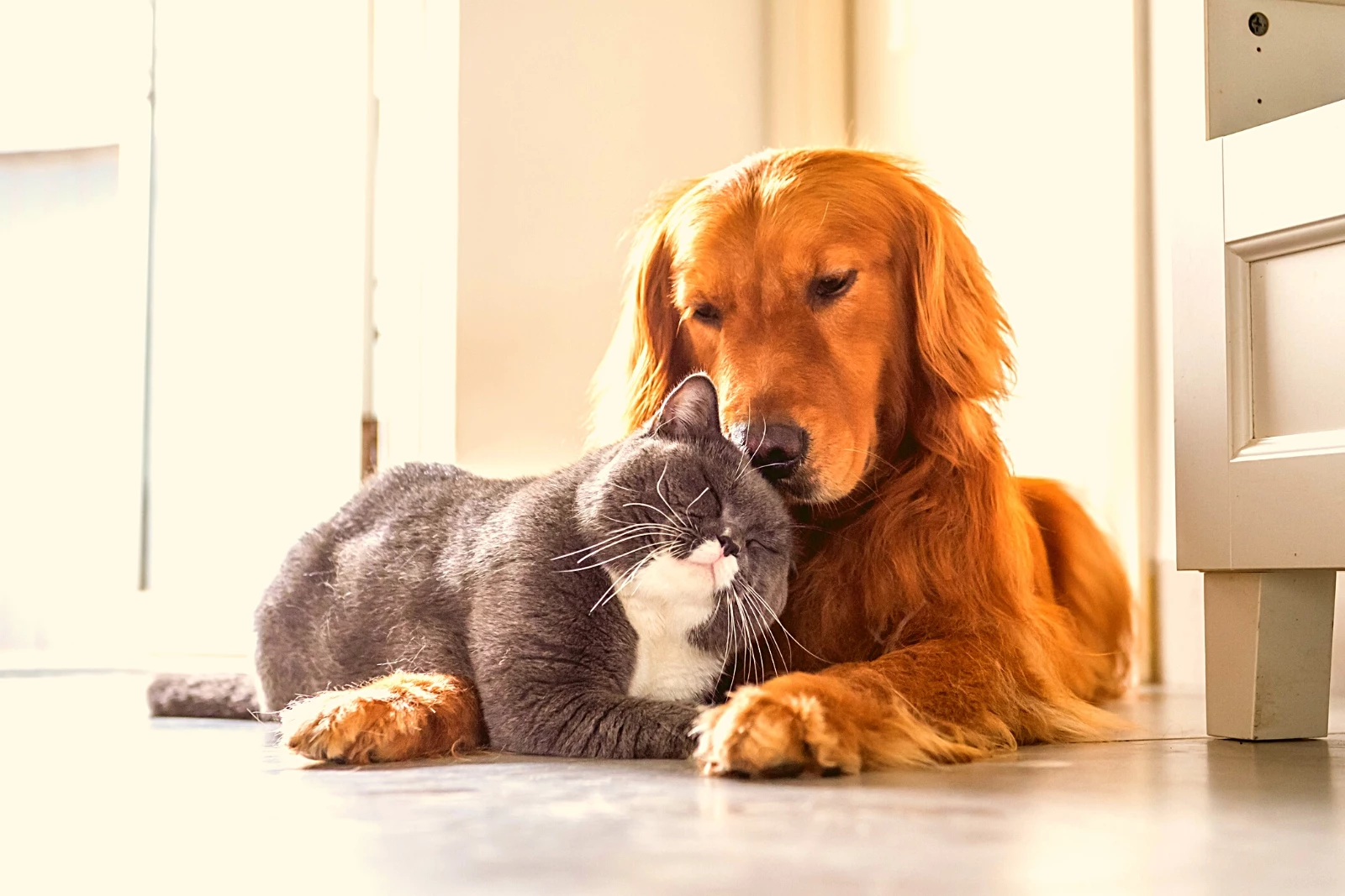 Tucker, dog golden retriever - Dog and Cat Photo Contest