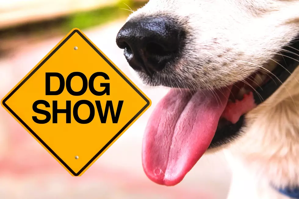 Calling All Dog Lovers! It's the AKC Dog Show in Texarkana in Feb