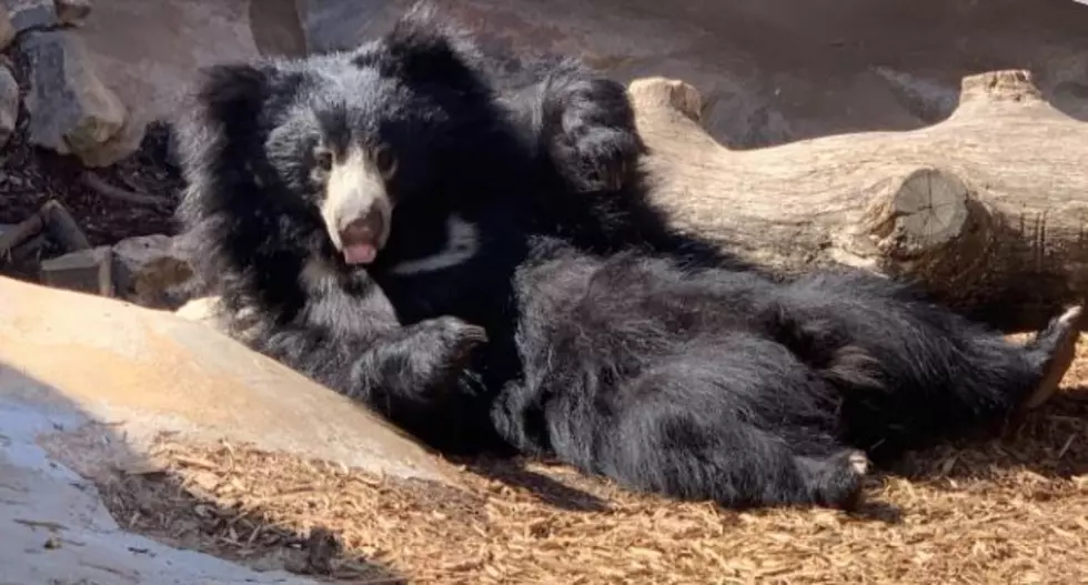 Zaara the Bear at Little Rock Zoo Ready for New Adventure