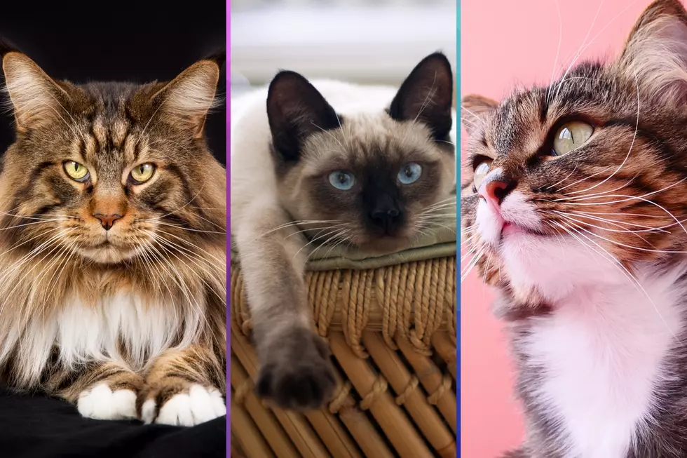 Have a Purr-fect Time at This Popular Cat Show in Little Rock, Arkansas