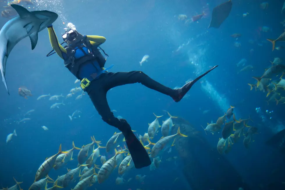 Forget the Gulf Coast You Can Swim With the Sharks in Arkansas