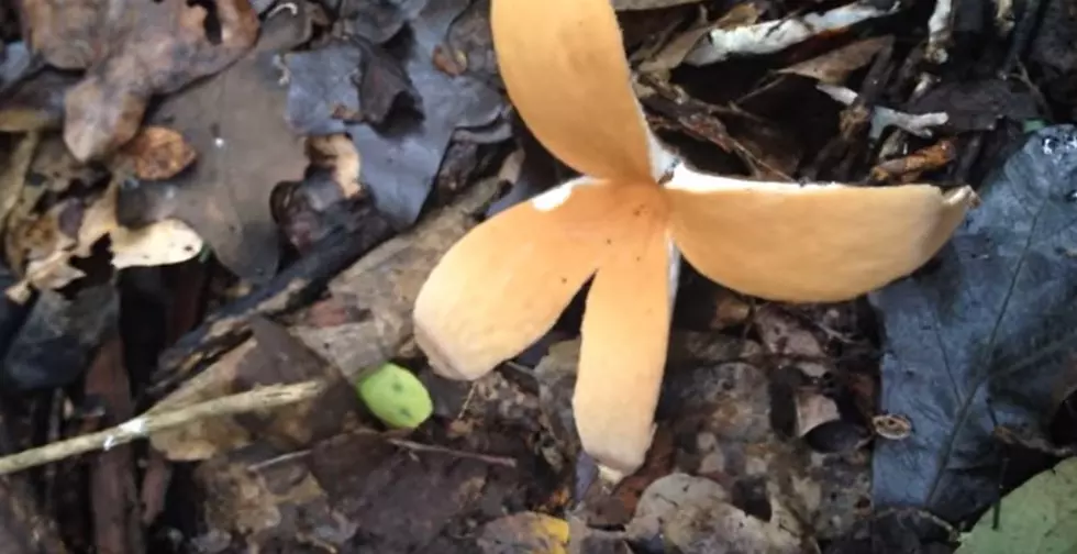 Rare Mushroom Hisses When it Opens Spotted in Texas Is it Toxic?