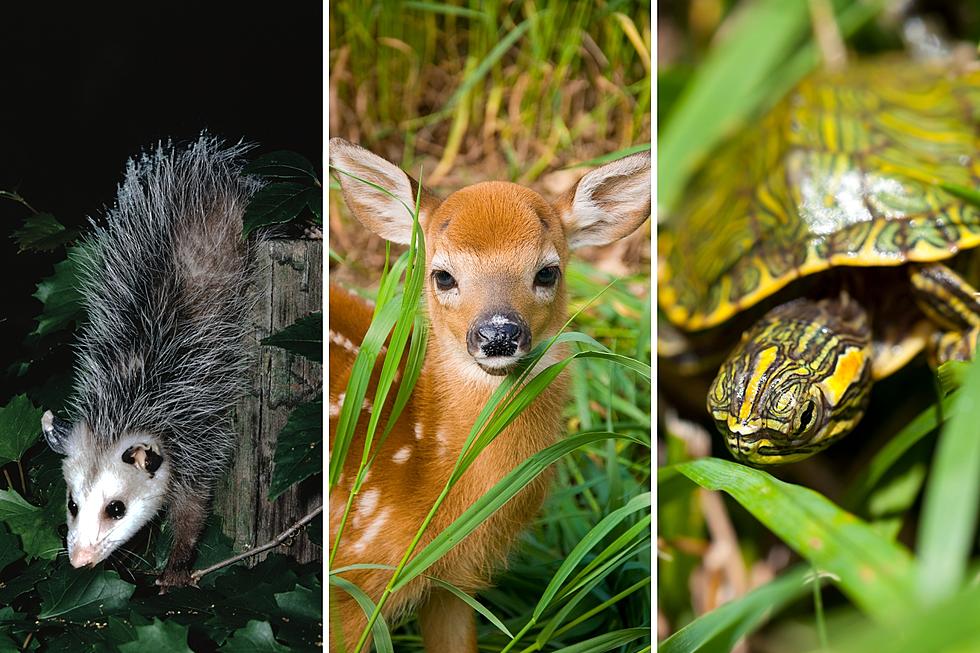 Texas Parks Reminder: Please Don't Pet The Wildlife Babies