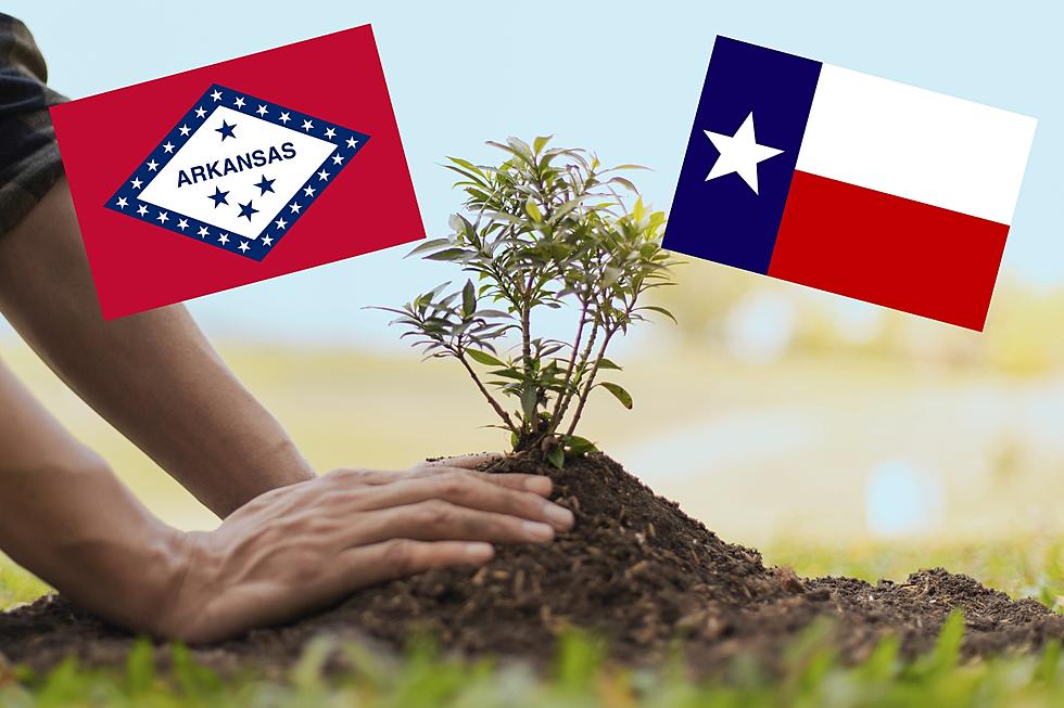 Arkansas Free Tree Friday Ends With a Big Day in Texarkana Arkansas & Texas