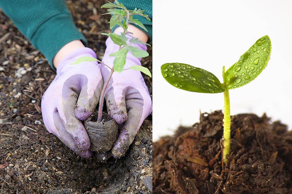 Free Tree Seedling Giveaway Here&#8217;s How and Where to Get Yours
