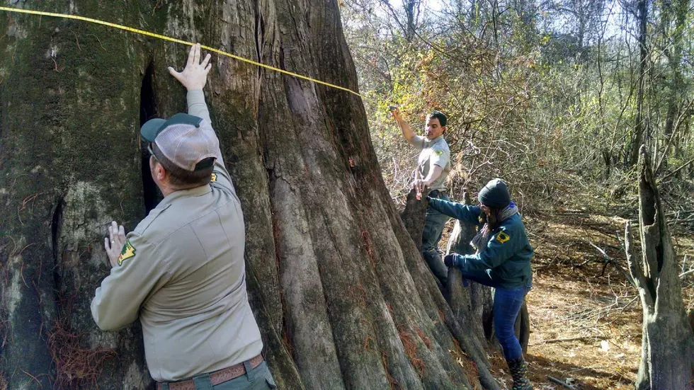 Arkansas Forestry Division