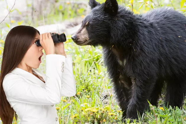 Oh My! Big Black Bear Spotted Roaming Around This Arkansas Town