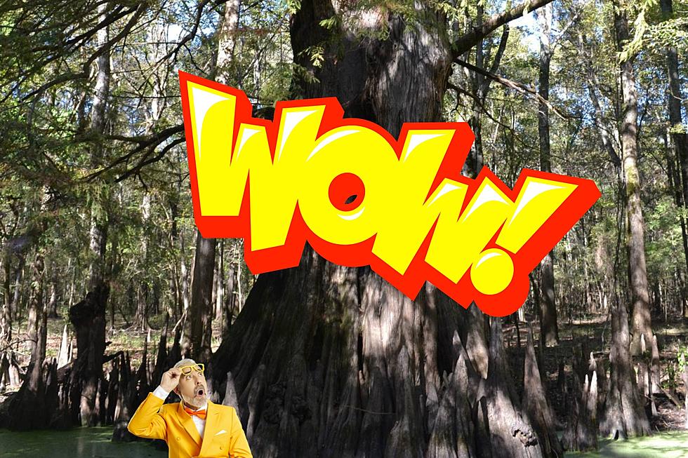 This Amazing Tree is The Oldest & Largest Tree in Arkansas, Have You See it?