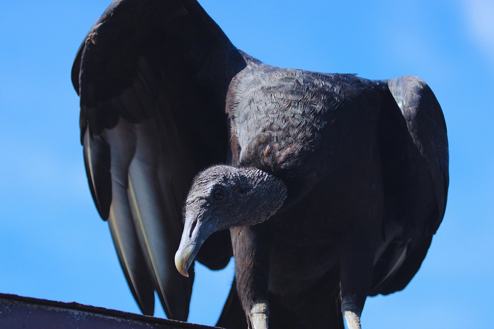 Wild About Birds - Illinois Vultures!