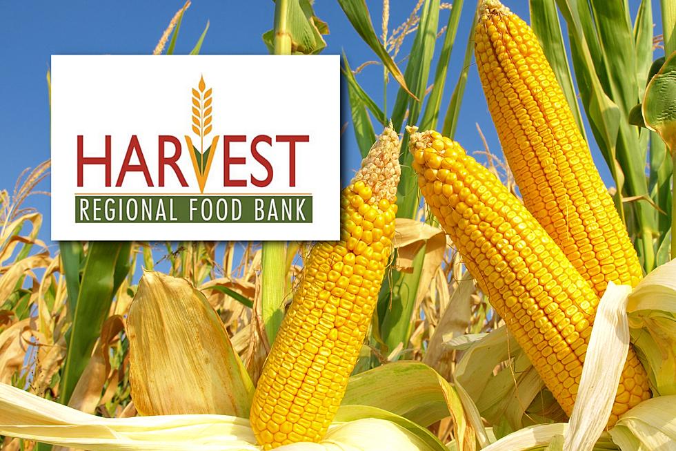 Harvest Needs Corn Pickers All Week Starting Monday, June 26