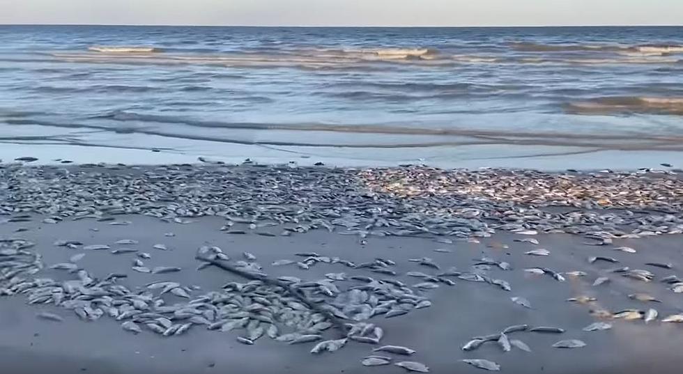 Why Are Tons of Dead Fish Washing Ashore on Texas Gulf Coast?