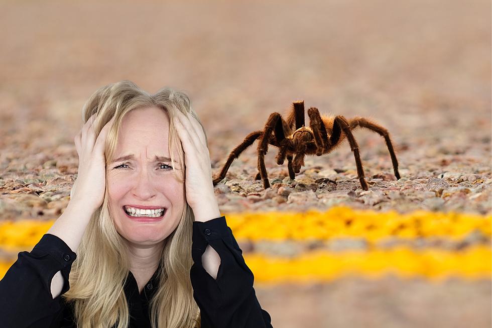 Across the Spider-Verse Tarantulas Are Invading Texas Watch Out!