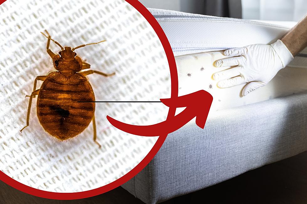 Bed Bug Infestation Growing Worse In Arkansas? It&#8217;s A Head Scratcher
