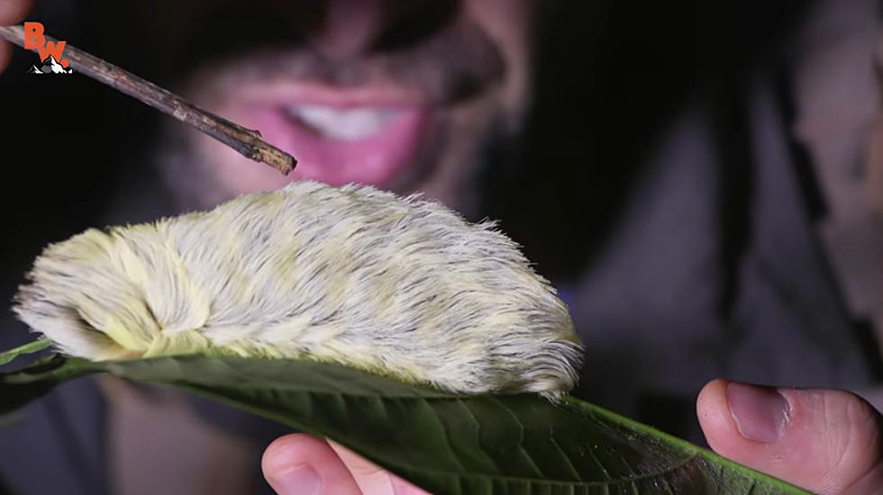 Beware! Venomous Menacing Fuzzy-Looking Insect Invades Texas 