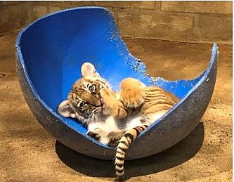 Little Rock Zoo Tiger Cubs Turn 1 With Powerpuff Girls Party