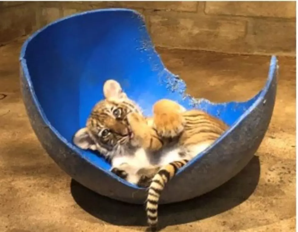 Little Rock Zoo