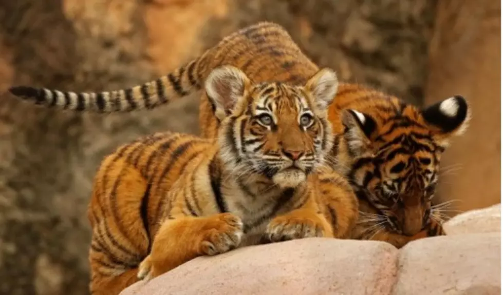 Little Rock Zoo