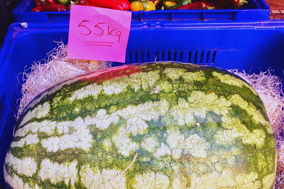 It&#8217;s the Great Pumpkin Commonwealth Watermelon Weigh-off