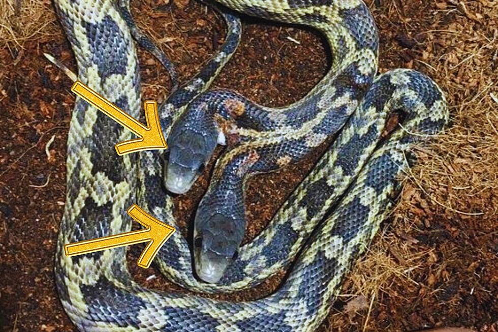 Rare Creepy Two-Headed Snake Back in Texas Zoo Exhibit