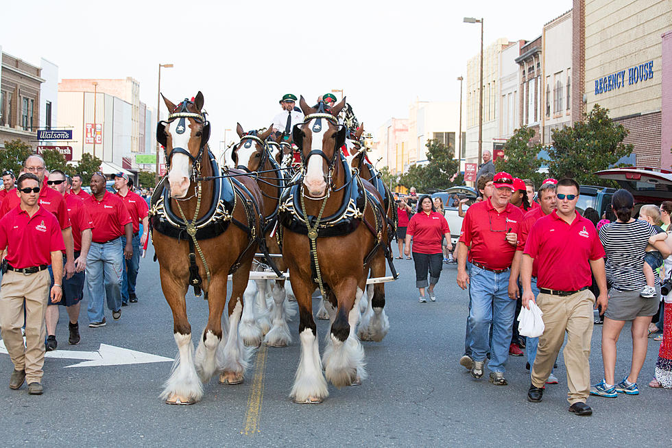 The World Famous Budweiser Clydesdales Returning to Texarkana